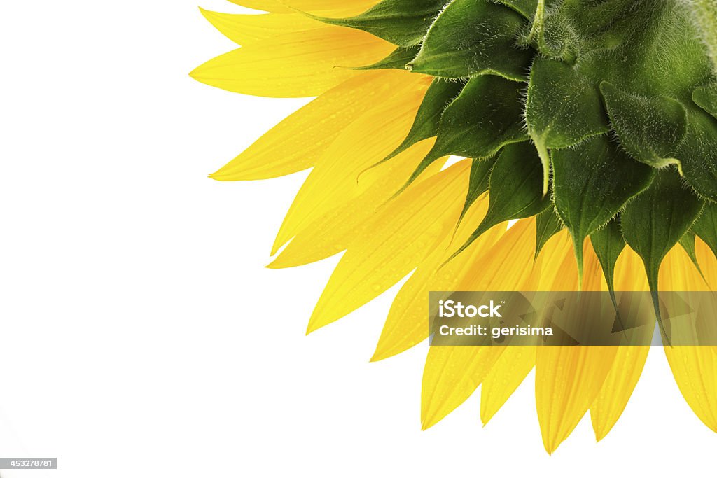 Sunflower - Royalty-free Cultivado Foto de stock