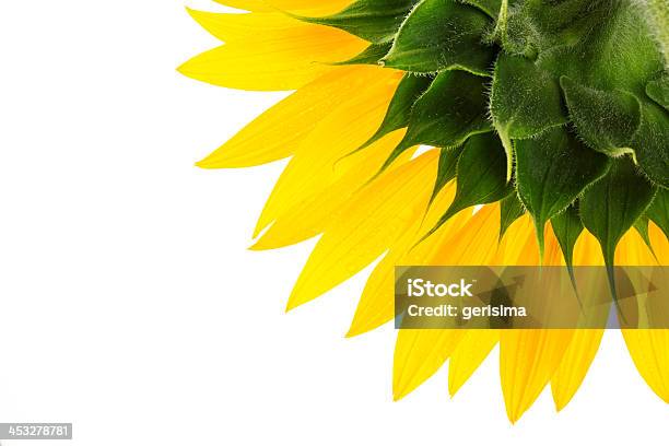 Sunflower - Fotografias de stock e mais imagens de Cultivado - Cultivado, Flora, Agricultura