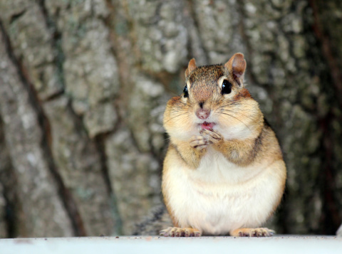 Cute close up of an extremely fat chipmunk with bulging cheeks.  The background is the bark of a tree.