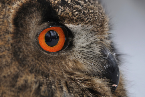 Eurasian Eagle Owl face