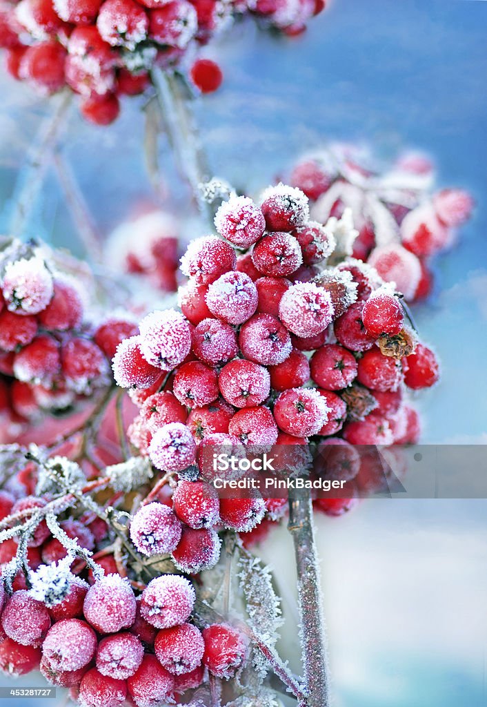 Frozen rowan berries Red frozen rowan berries on blue sky Autumn Stock Photo