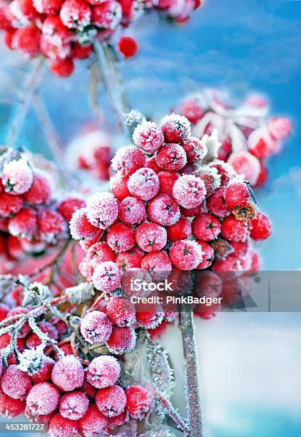 Frozen Rowan Berries Stock Photo - Download Image Now - Autumn, Beauty In Nature, Berry
