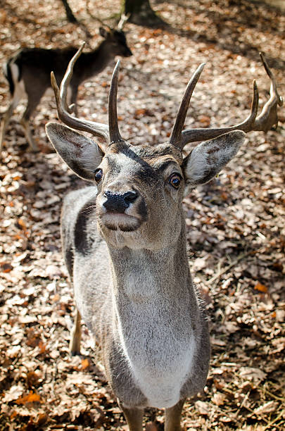 istock White tailed deer in Transylvania 453284491