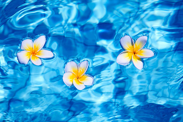 istock Tropical frangipani flower in water 453284725