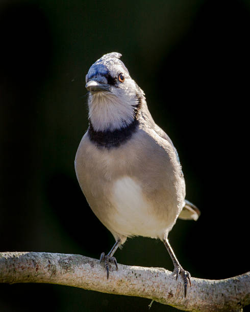 Blue Jay 3 stock photo