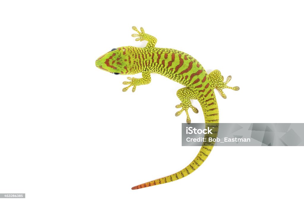 Madagascar Day Gecko Madagascar day gecko on white background. Gecko Stock Photo