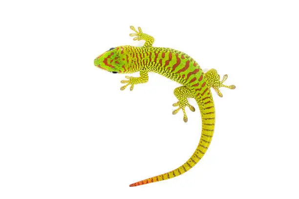 Photo of Madagascar Day Gecko