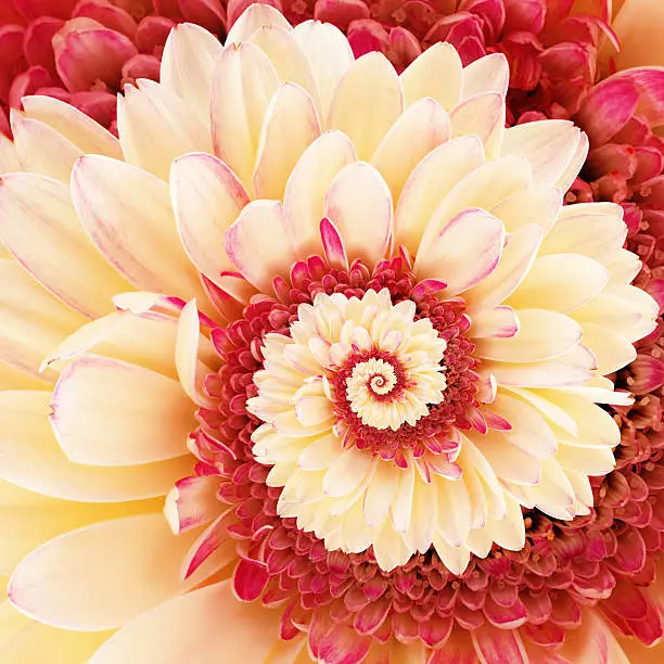 White and red gerbera’s petals forming an infinity spiral.