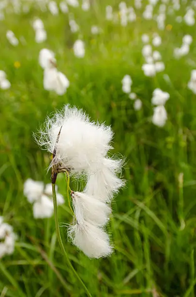 White flower of cottongrass (Eriohorum angustifolium) on a meadow in the mountains of Tirol