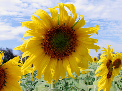 Sunflower with blue sky background and copy space.