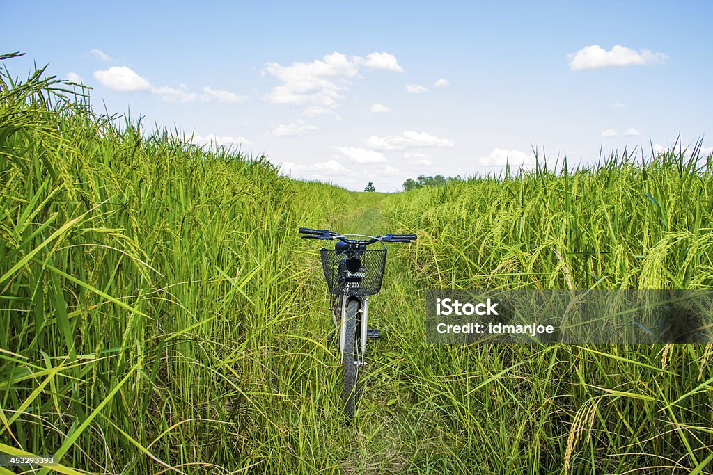 Bicycle in the rice field Bicycle in the rice field. Agricultural Field Stock Photo