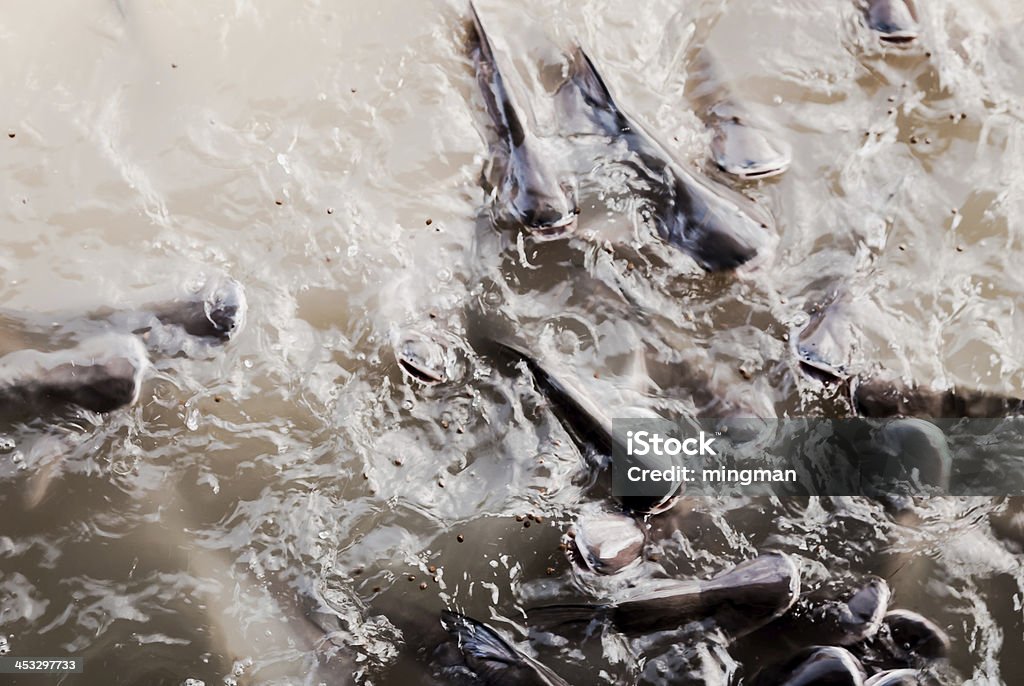 Nourrir les poissons - Photo de Abruzzes libre de droits