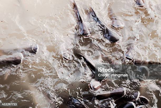Foto de Alimentação De Peixes e mais fotos de stock de Abruzzo - Abruzzo, Agricultura, Alimentar
