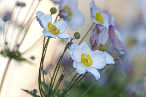 Single wood anemone in a nature reserve woodland.