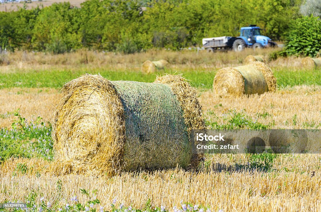 harvested field with round straw bales in summer Agricultural Field Stock Photo