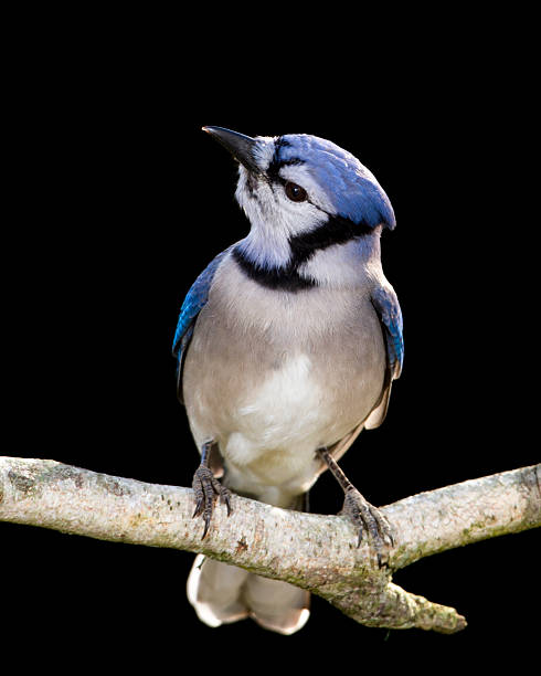 Blue Jay stock photo