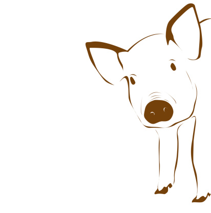 Cute young pig illustration