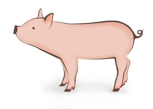 Pink pig illustration