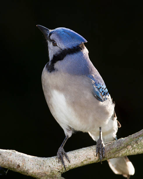 Blue Jay stock photo