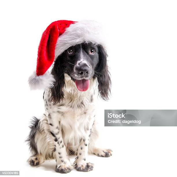 Santas Little Helper Stock Photo - Download Image Now - Dog, Christmas, Santa Hat