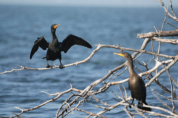 cormoran à aigrettes - Photo