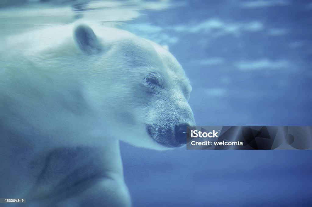 Polar Bear The Polar Bear /Ursus Maritimus/ Under the Water. Head shot. Horizontal Photo. POlar Bear is the World's Largest Land Carnivore. Animal Stock Photo