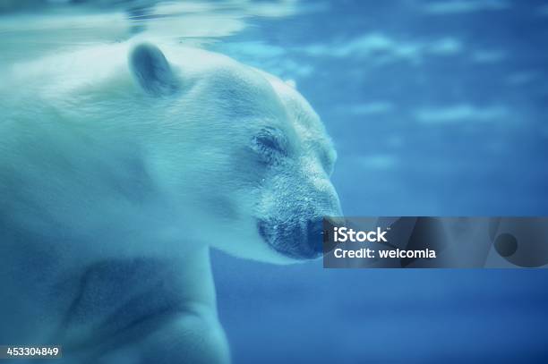 Polar Bear Stock Photo - Download Image Now - Animal, Animals Hunting, Animals In Captivity