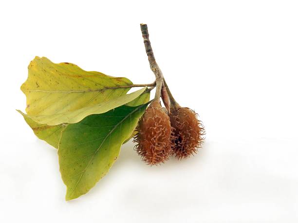istock fruits of beech tree at autumn 453305403