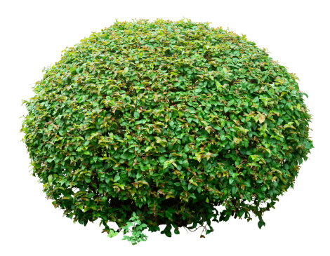 Round ornamental bush isolated on white background