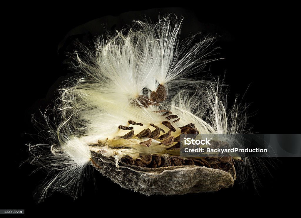 Macro photo of swamp milkweed seed pod Highly detailed macro image of the seed pod from Swamp Milkweed flower Asclepias incarnata which has wispy windblown feathery strands attached to brown seeds that are carefully aligned in the shell Abstract Stock Photo