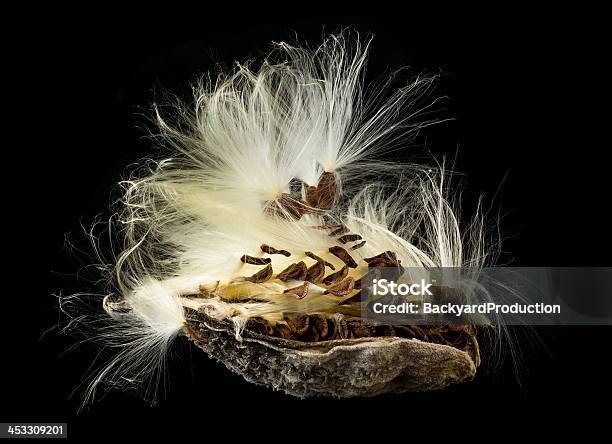 Macro Photo Of Swamp Milkweed Seed Pod Stock Photo - Download Image Now - Abstract, Autumn, Beauty In Nature