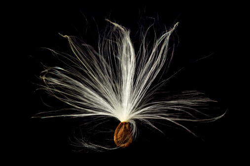 Highly detailed macro image of a single seed pod from Swamp Milkweed flower Asclepias incarnata which has wispy windblown feathery strands attached to brown seeds that are carefully aligned in the shell