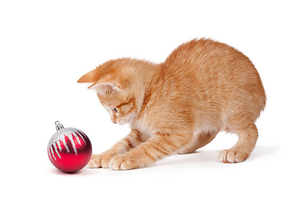 istock Cute Orange Kitten Playing with a Christmas Ornament on White 453310303