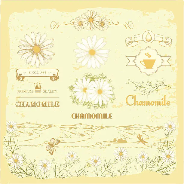 Vector illustration of chamomile, camomile,  herb flower,