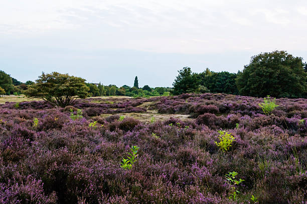 istock Filds of blossoming heather 453310499