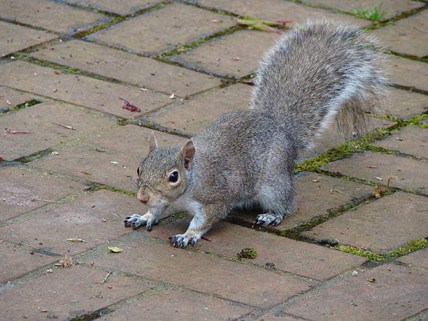 다람쥐 on 벽돌전 통로 실행 준비가 - squirrel softness wildlife horizontal 뉴스 사진 이미지