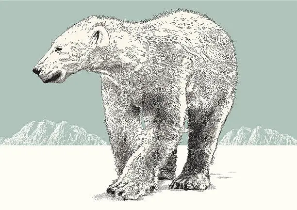 Vector illustration of Polar Bear
