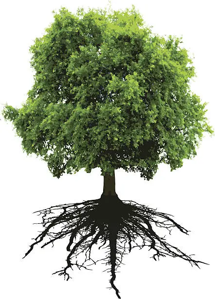 Vector illustration of Tree and roote