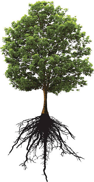 Árvore e as raízes - ilustração de arte vetorial