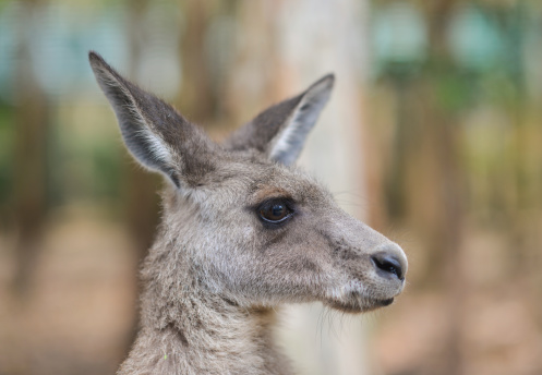 Close up view of a grey kangaroo