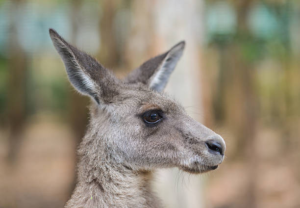 Close up of a grey kangaroo stock photo
