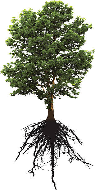 Baum und Wurzeln – Vektorgrafik