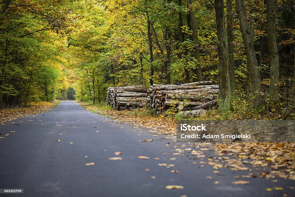 forest road road through the rainy forest Asphalt Stock Photo