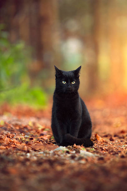 istock Black cat in autumn forest 453313359
