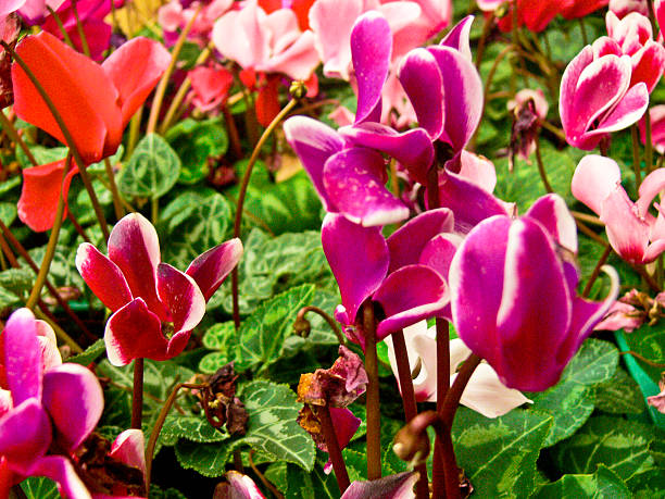 istock Color tulips,close up 453316649