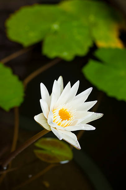 White water lily. White water lily. nymphaea stellata stock pictures, royalty-free photos & images