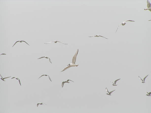 Cтоковое фото Terns в Туман