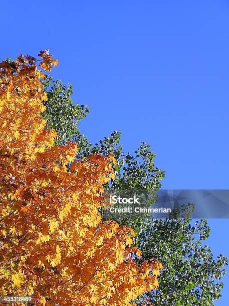 Jesień Liście - zdjęcia stockowe i więcej obrazów Drzewo - Drzewo, Dzień, Efekt faktury