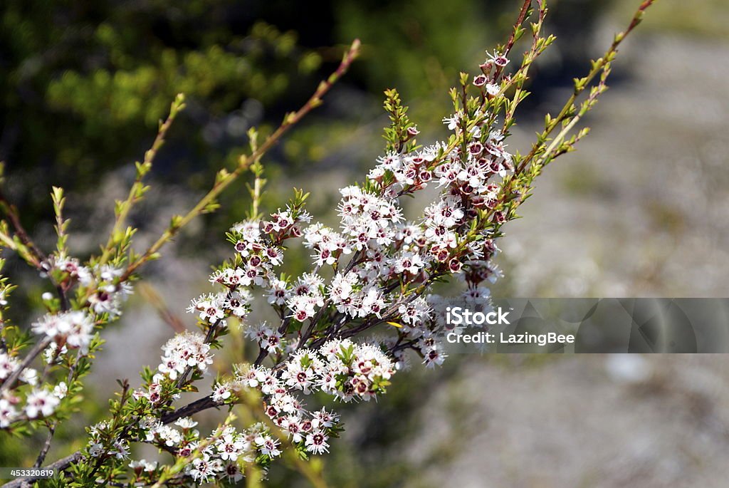 Albero del tè Kanuka (Kunzea ericoides) - Foto stock royalty-free di Albero