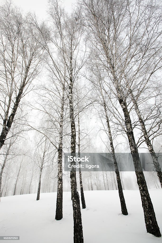 bosque de invierno - Foto de stock de Aire libre libre de derechos